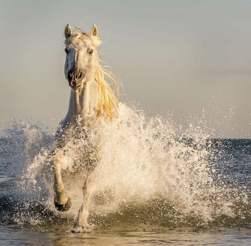Wild horse at Camargue. Ann Fulcher photo. Click image for more.