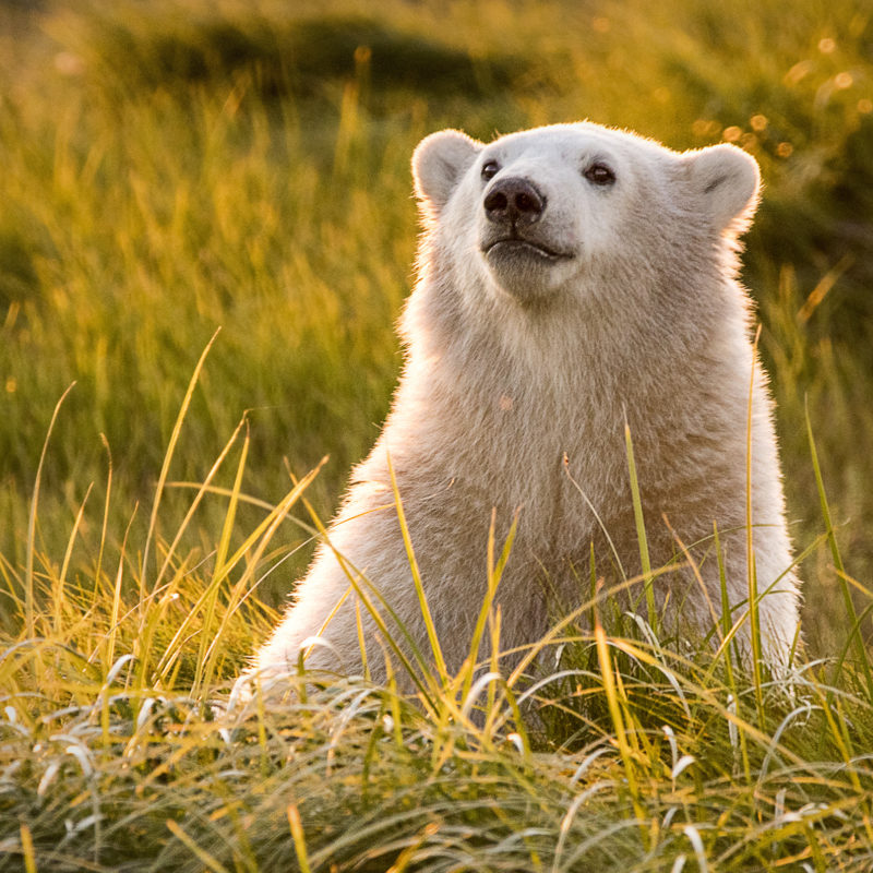 Ann Fulcher Captures Emotion In Polar Bears At Nanuk Polar Bear Lodge