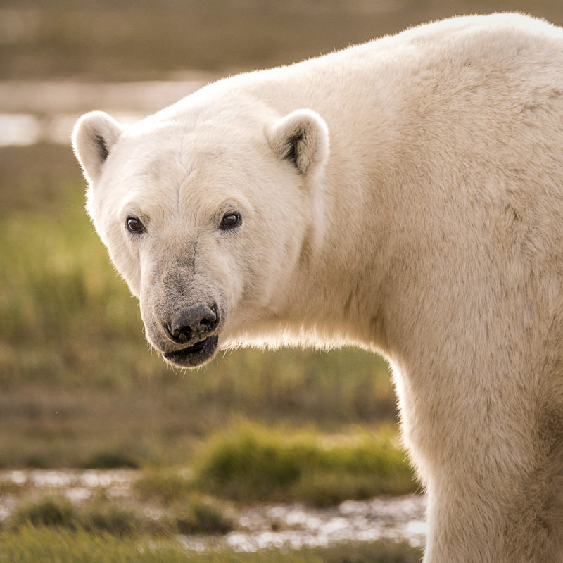 Ann Fulcher Captures Emotion In Polar Bears At Nanuk Polar Bear Lodge