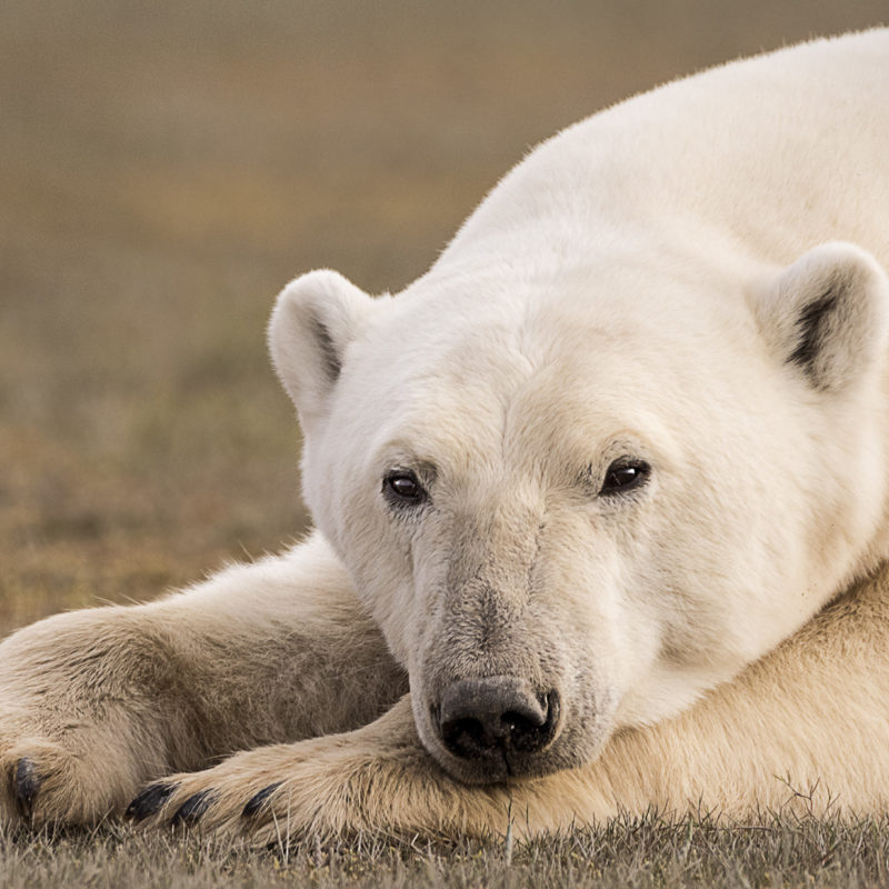 Ann Fulcher Captures Emotion In Polar Bears At Nanuk Polar Bear Lodge