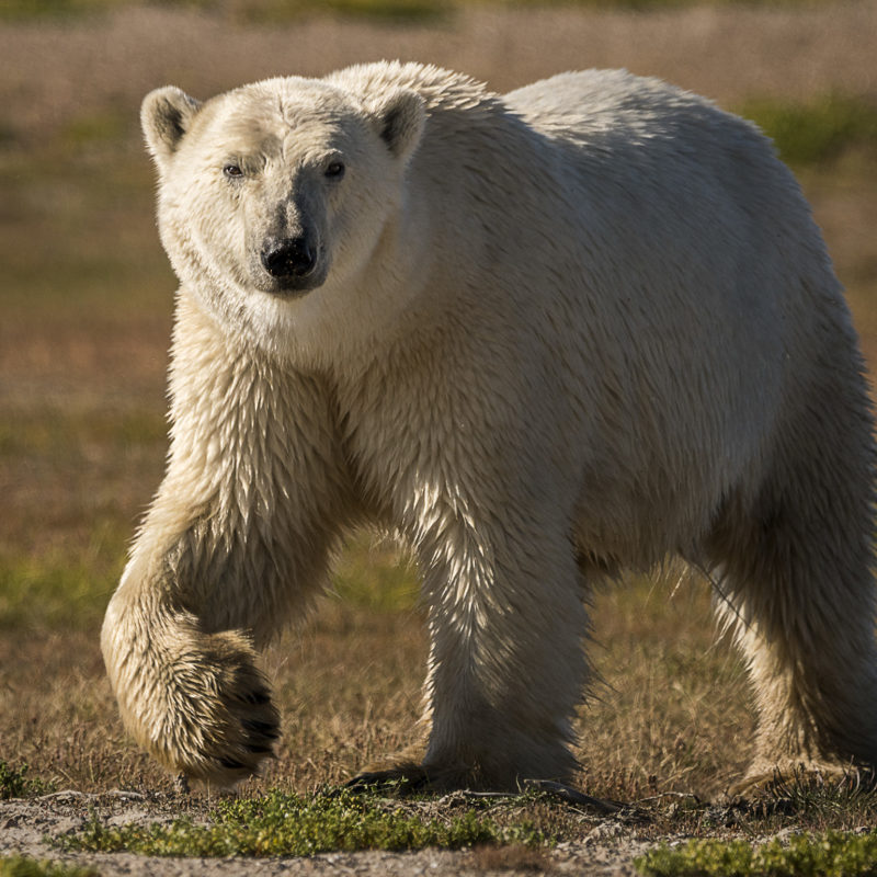 Ann Fulcher Captures Emotion In Polar Bears At Nanuk Polar Bear Lodge