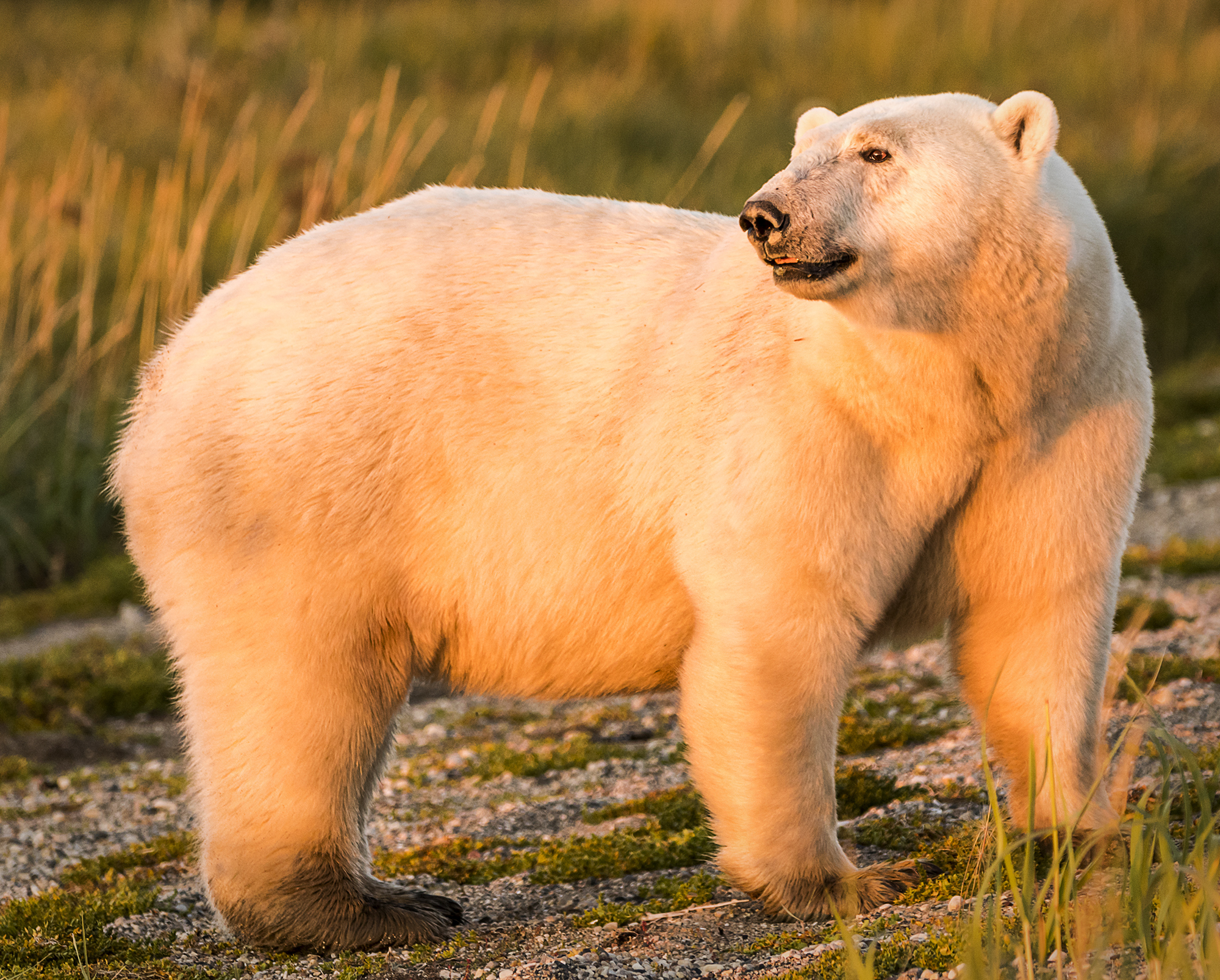 Polar bear in soft light. Ann Fulcher photo. Click image for more.