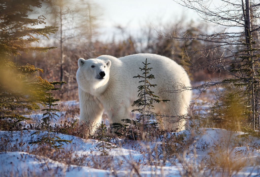 Polar bear captured on a smartphone at Dymond Lake Ecolodge by Dax Justin.