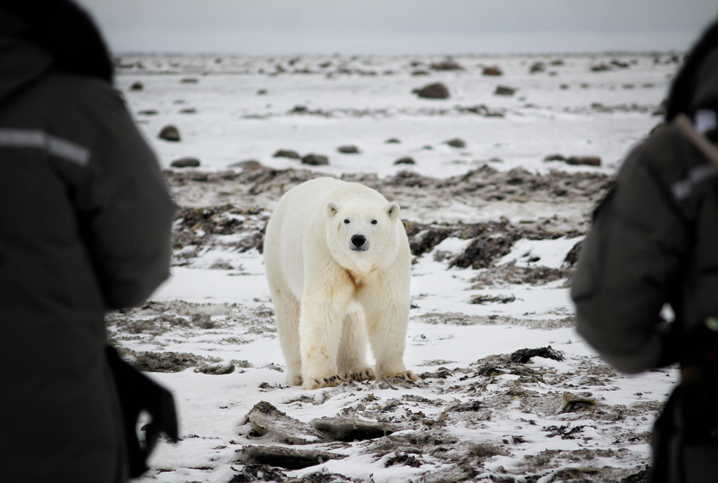 Face-to-face with a polar bear on Hudson Bay. Dax Justin photo.