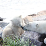 Tender moment between polar bear mom and cub at Seal River Heritage Lodge.