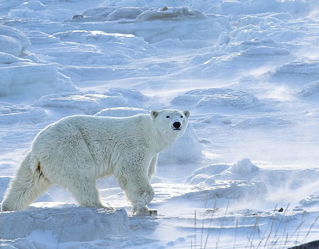 The Ultimate Girls Trip – Walking with Polar Bears on Hudson Bay