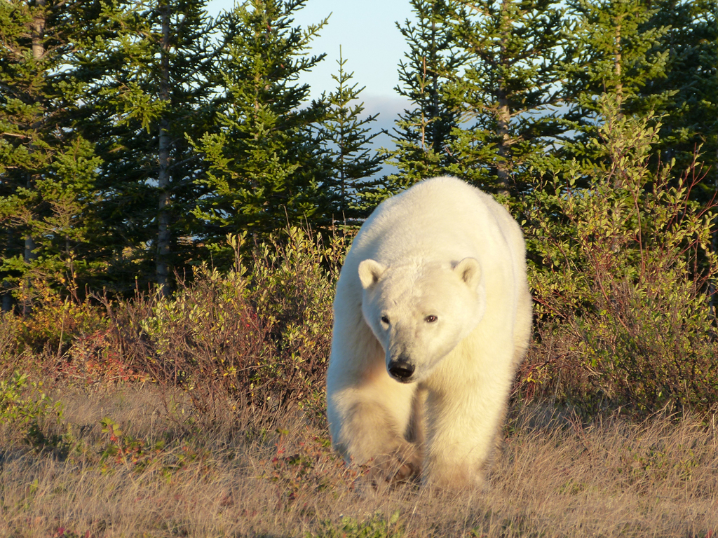 Polar bear emerges from the boreal forest at Nanuk.