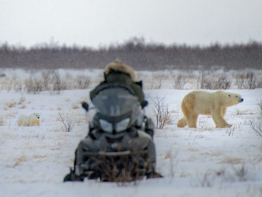 Mom and two cubs photographed on 2018 Polar Bear Den Emergence Quest. Jad Davenport photo.