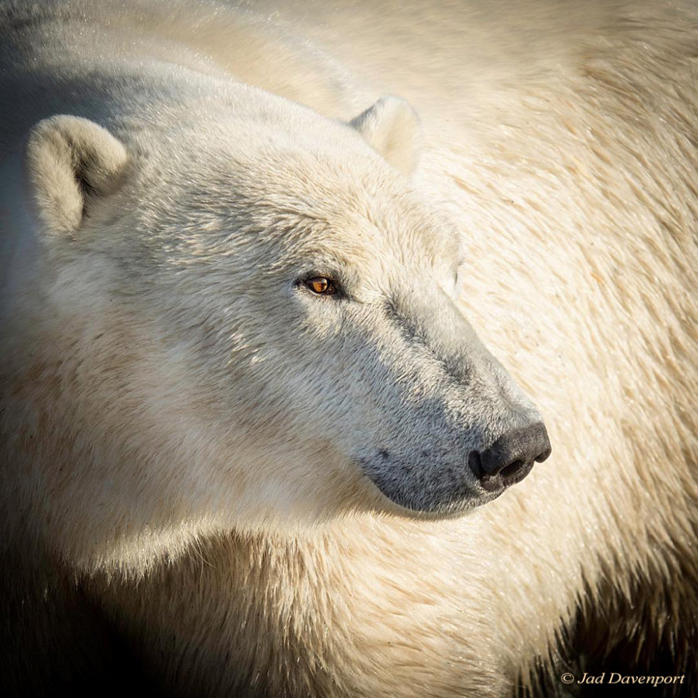 From Polar Bear Dens To The Garden Of Eden. And Back.