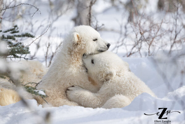 Polar bear cub cuddles. Nanuk Polar Bear Lodge. Ellen Zangla photo.