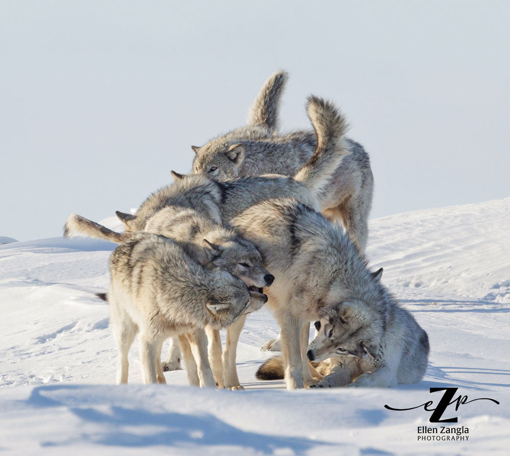 Wolf pack playing at Nanuk Polar Bear Lodge. Ellen Zangla photo.