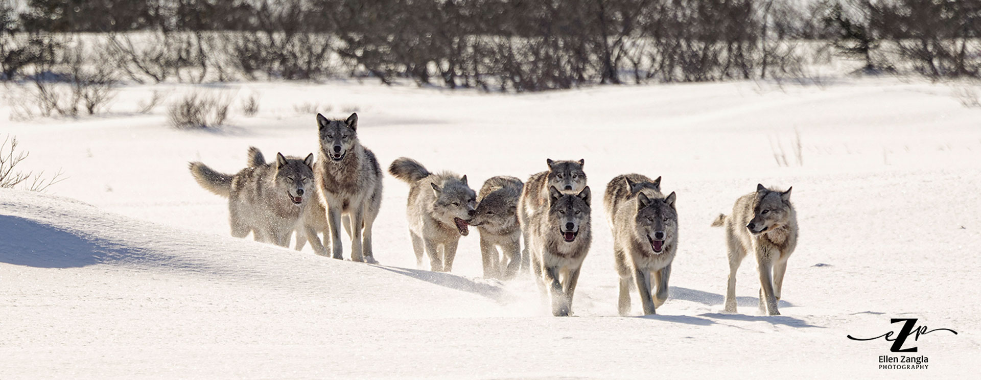 Wolf pack on the move. Nanuk Polar Bear Lodge. Ellen Zangla photo.