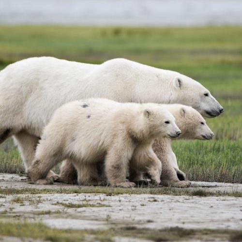 Happy Mother's Day from the Churchill Wild Polar Bears! A Photo Album.