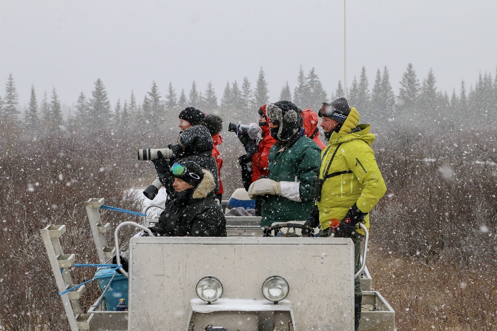 Photographing in the snow at Nanuk Polar Bear Lodge. Karl Biesemier photo.