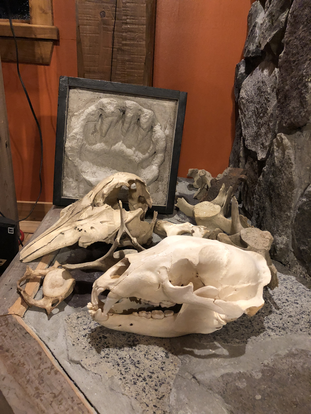 Natural history artifacts at Nanuk Polar Bear Lodge.