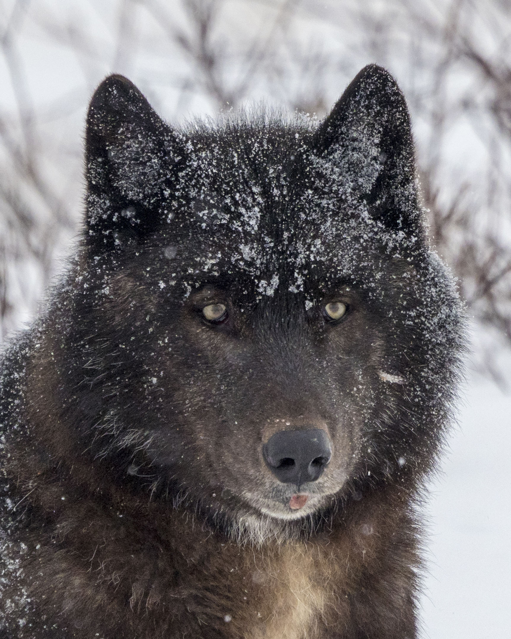 Portrait of a wolf.