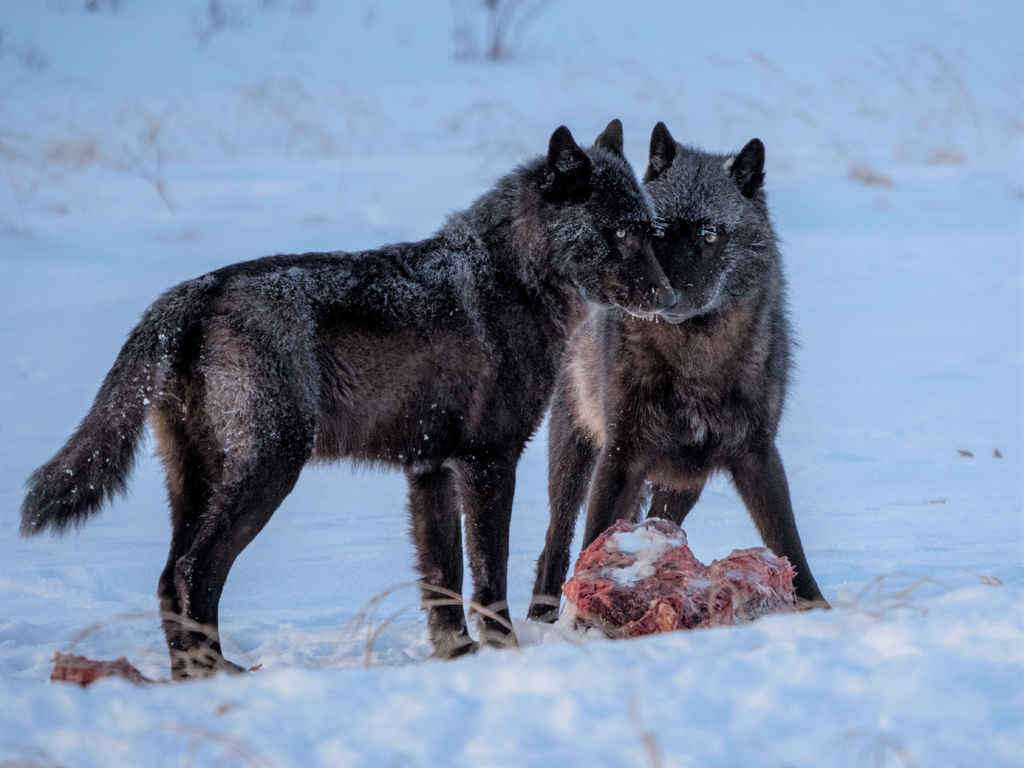 A pair of black wolves on a kill near the Nanuk Lodge. Wolves were seen almost daily both around the lodge and out along the coast.