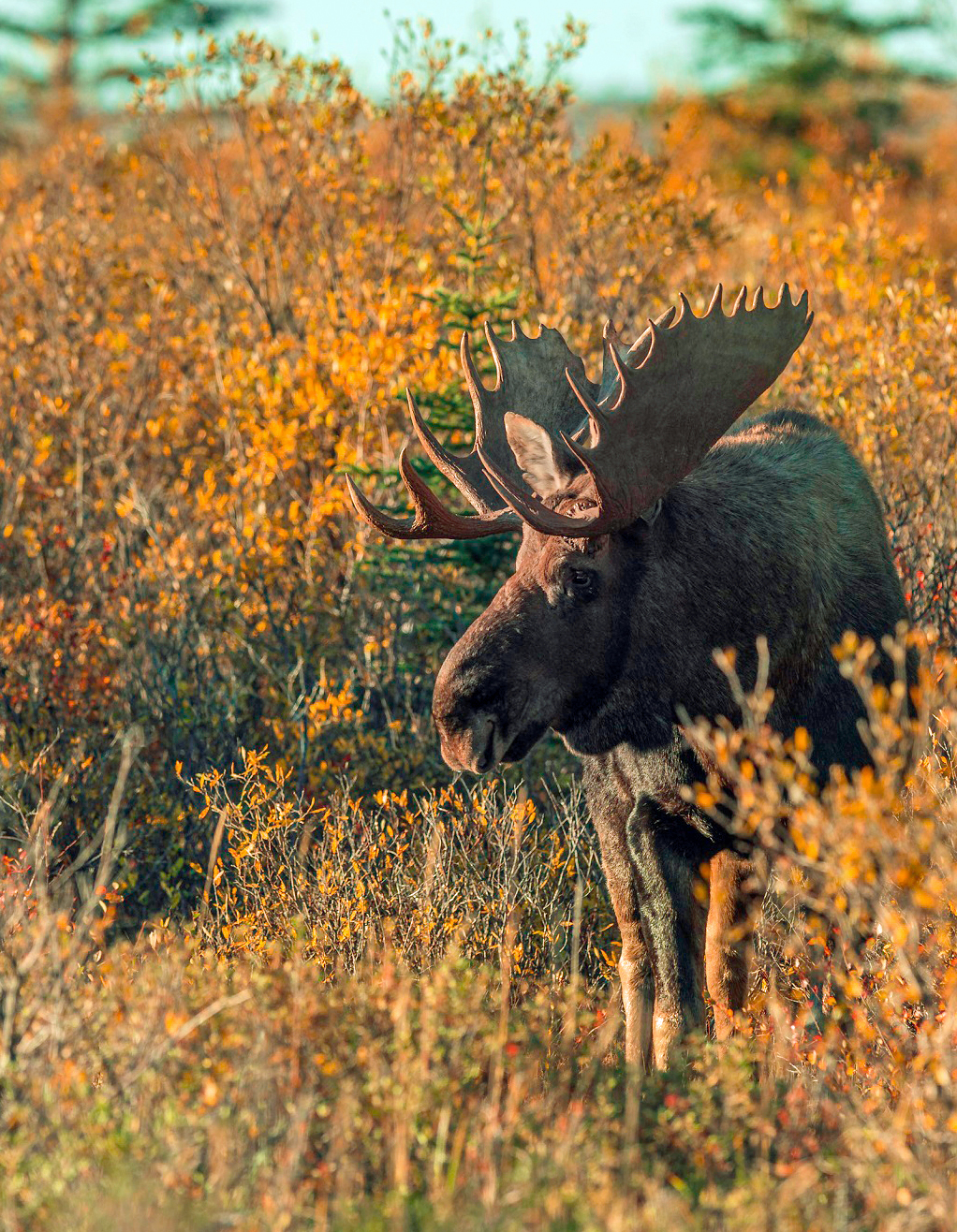 Moose in fall colours.
