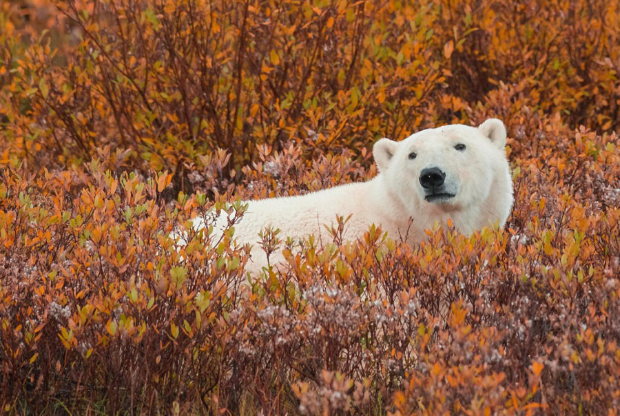 Caribou Archives - Churchill Wild Polar Bear Tours