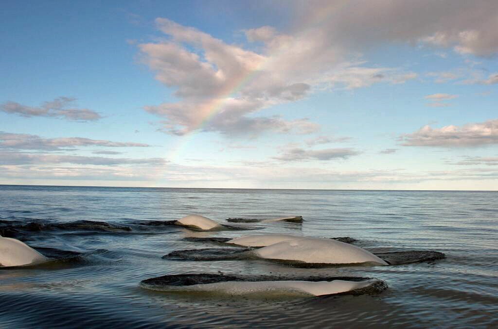 Beluga whales surfacing in Hudson Bay under a rainbow. Michael Poliza photo.
