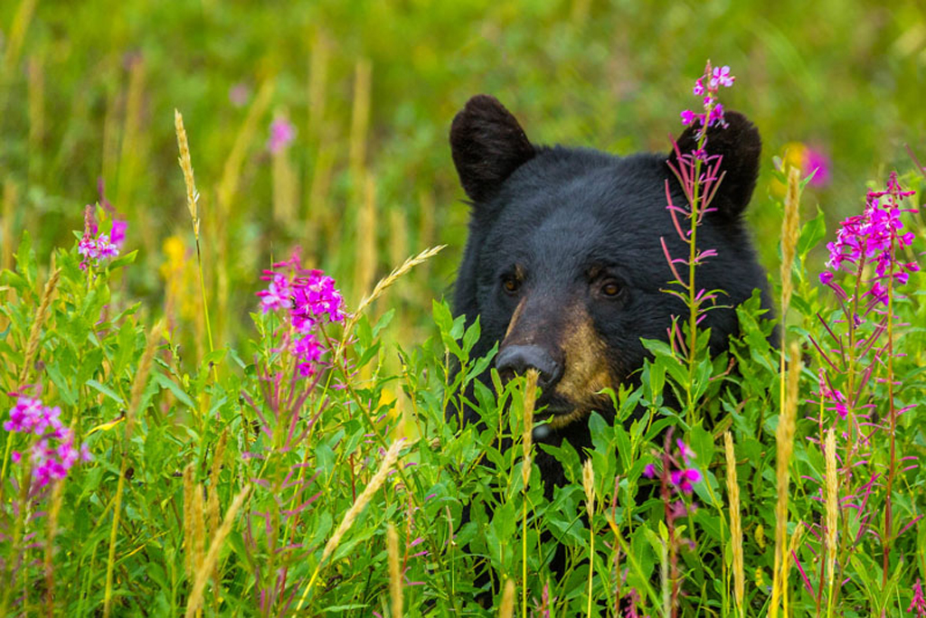 Black bear peeking through the long grass at Nanuk Polar Bear Lodge. 