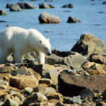 Polar bear wanders by us at Seal River. photo by Catherine Aryelle.