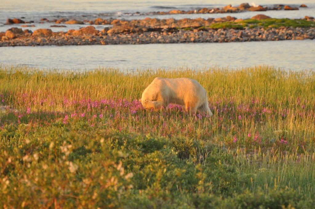 This bashful bear wandered up into the fireweed at Seal River Heritage Lodge on the final evening of the first Birds, Bears and Belugas safari of 2018.