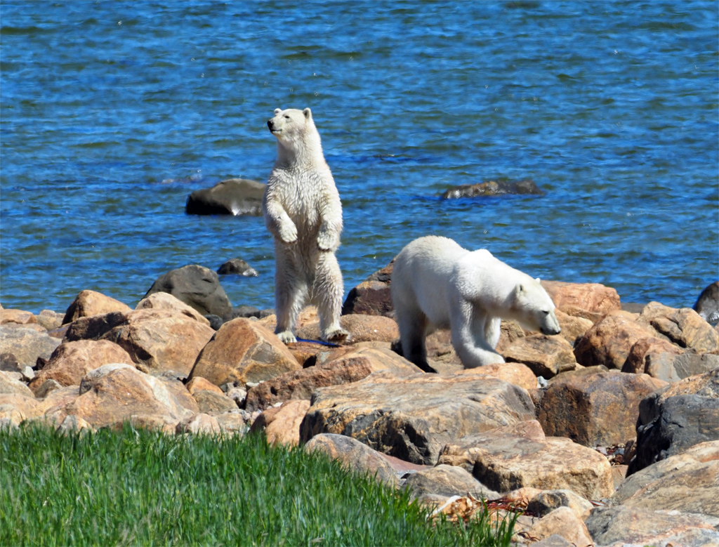 Polar bears, caribou, highlight season start at Seal River Heritage Lodge!