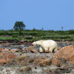 Big male polar bear heads off for a nap. Laura Montross photo.