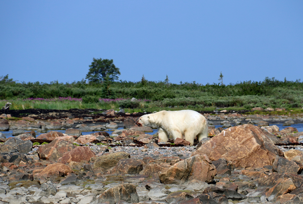 Big male polar bear heads off for a nap. Photo by guest Laura Montross.