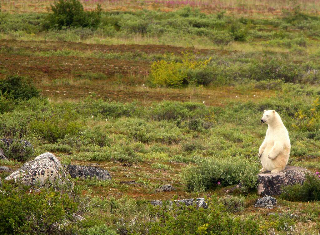 Polar bear after a big meal at Churchill Wild. We feel the same way! Michael Poliza photo.