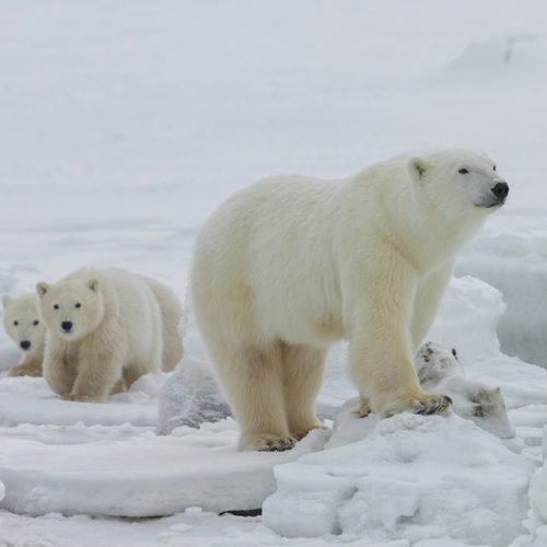 Christmas. A Polar Bear Family Album. - Churchill Wild Polar Bear Tours