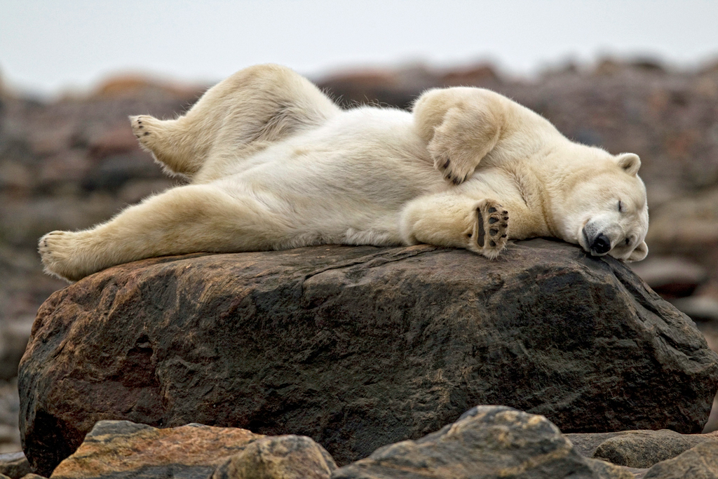 Polar bears know how to relax. Remember to get some rest. You're on vacation! Robert Postma photo.