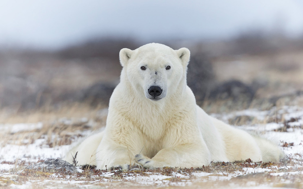 Polar bear perfect pose.