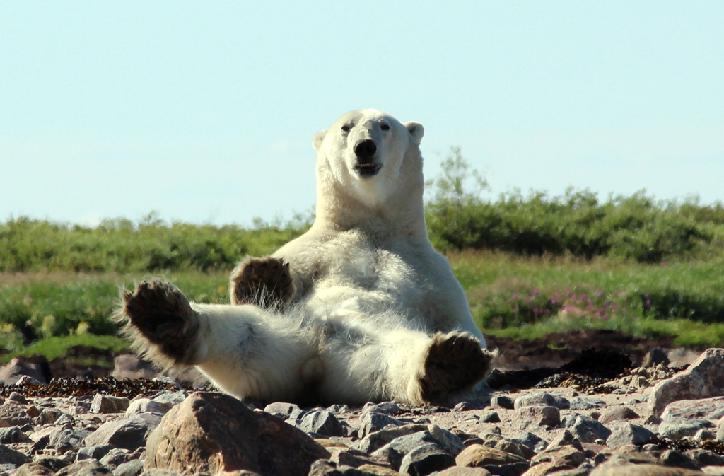 When in doubt, try the polar bear stretch. Lloyd Wilton photo.