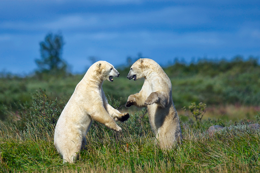 Polar bears sparring during the summer at Seal River Heritage Lodge. Jad Davenport photo.