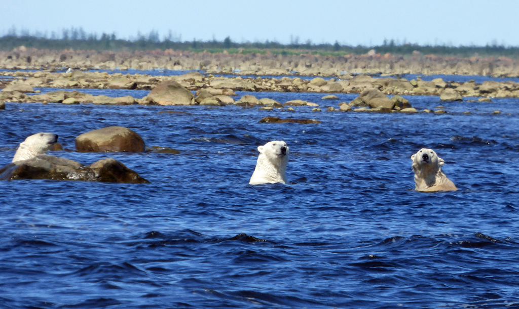 Polar bears swimming in Hudson Bay. Open water season is getting longer.
