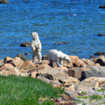 Polar bear on the lookout at Seal River Heritage Lodge.