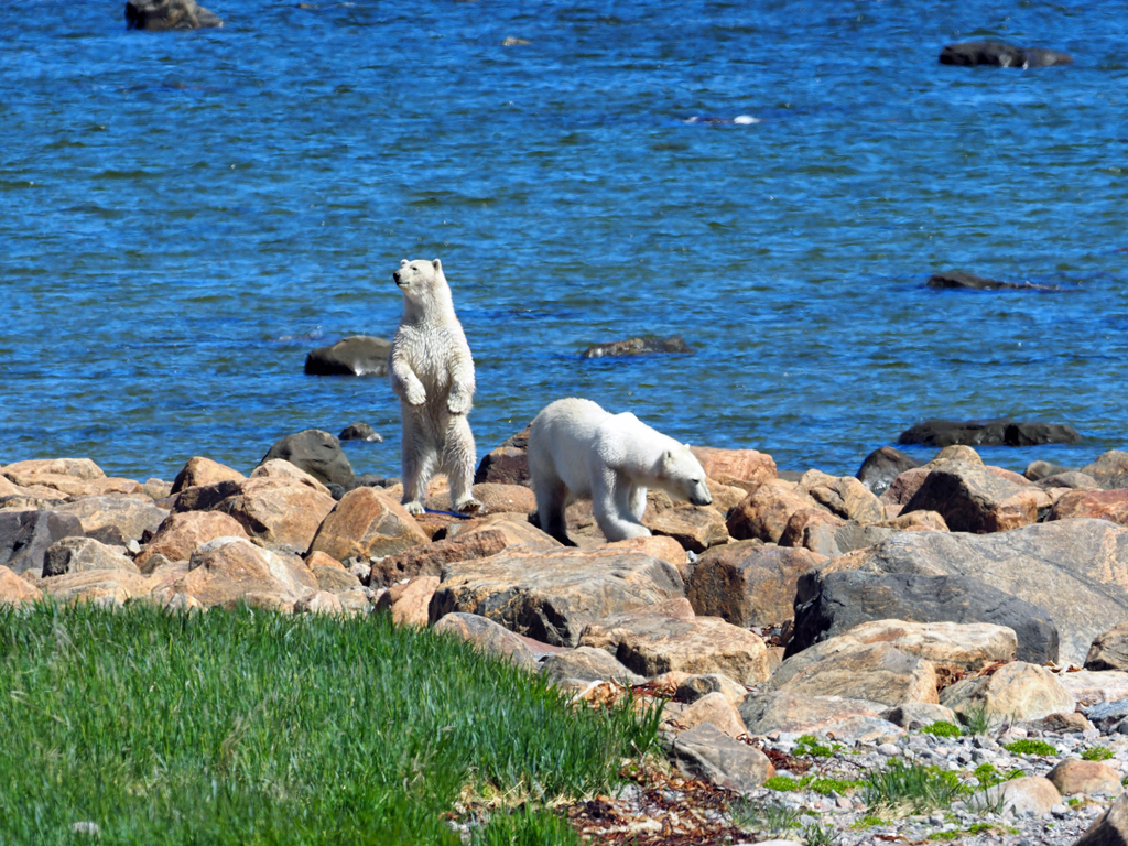 "Wait a minute, there's something over there." ~ Polar bear friends at Seal River Heritage Lodge.