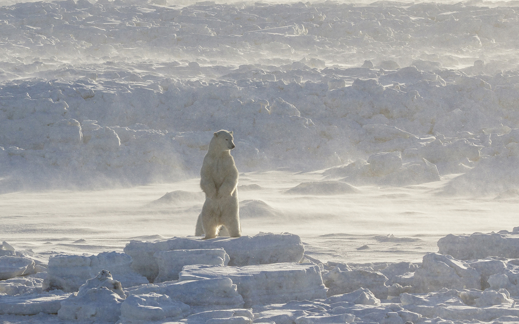 Polar bear in fog and ice. Seal River Heritage Lodge. Charles Glatzer photo.