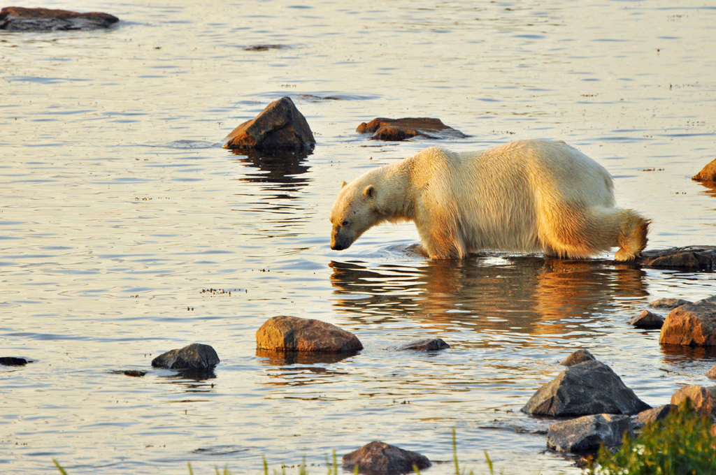 Polar bear cooling off in tidal pool on Birds, Bears and Belugas. Paul Scriver photo.