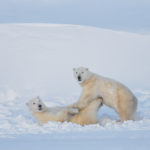 Polar bears playing at Seal River Heritage Lodge. Charles Glatzer photo.