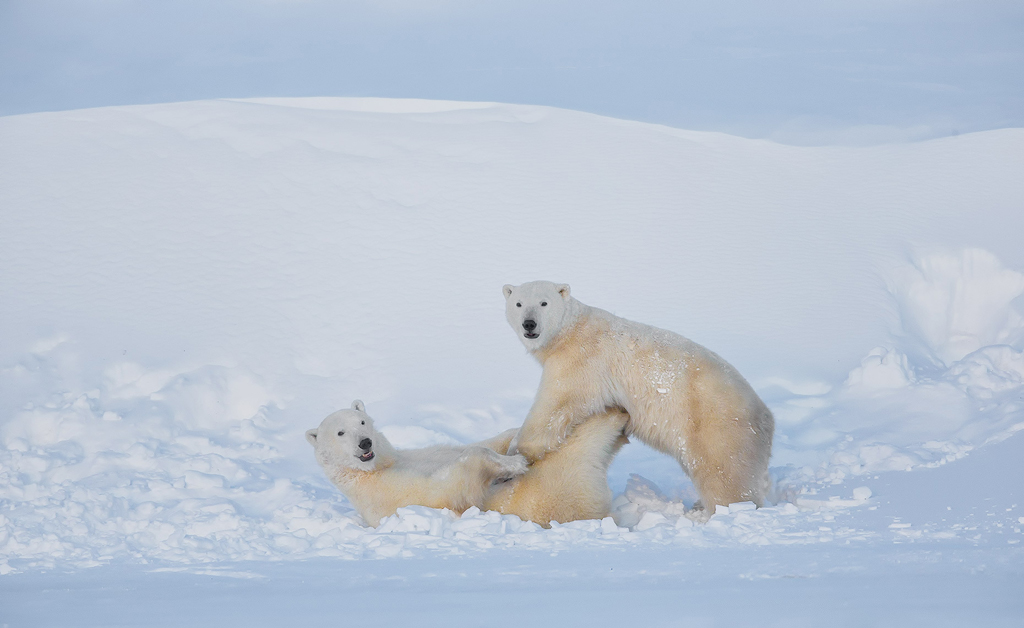 Polar bears playing at Seal River Heritage Lodge. Charles Glatzer photo.