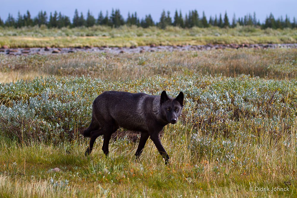Wolf at Nanuk Polar Bear Lodge. Didrik Johnck photo.