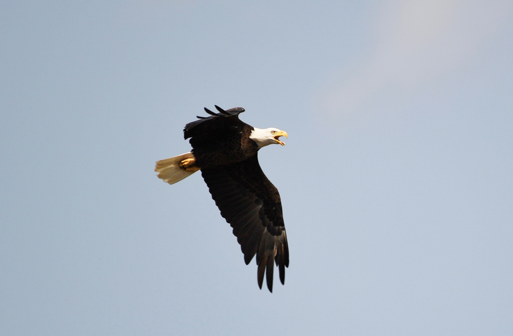 The bald eagles would soar high above the thermals, looking for their next meal. Photo courtesy of guest Mishko Hansen.