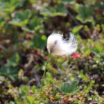 Cotton grass at Seal River Heritage Lodge. Laura Montross photo.