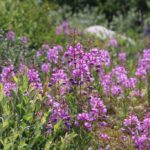 Fireweed at Seal River Heritage Lodge. Laura Montross photo.