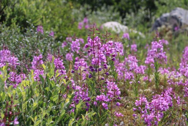 Fireweed at Seal River Heritage Lodge. Laura Montross photo.