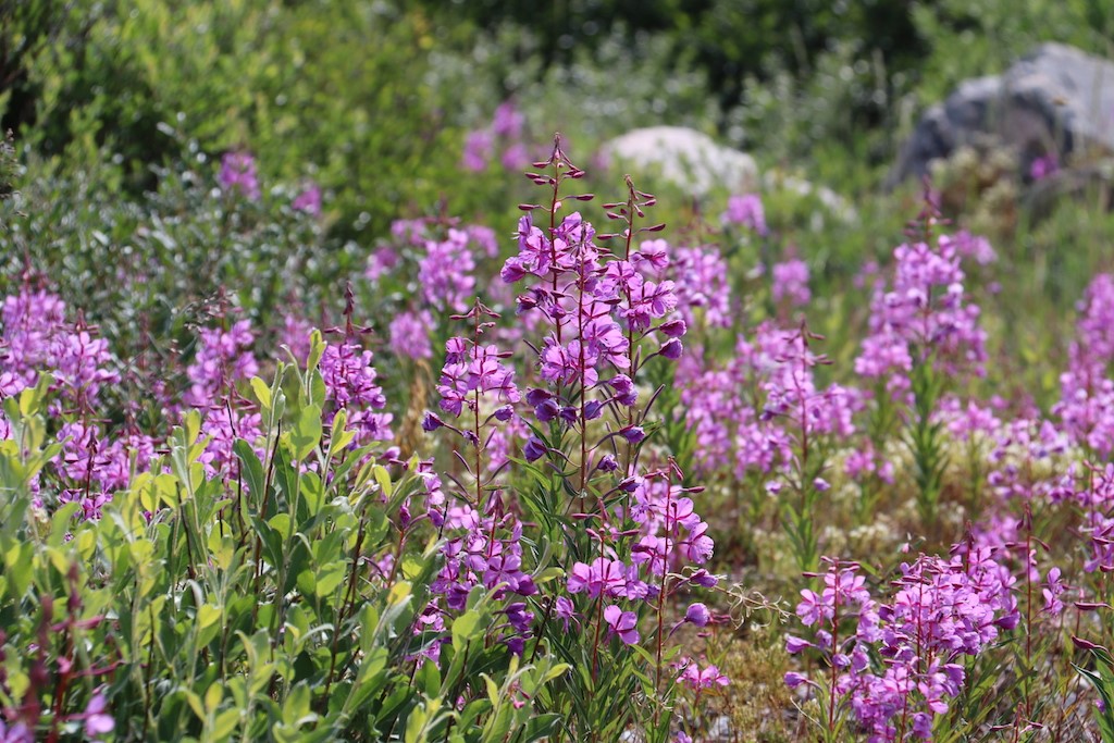 Fireweed adds intense colour to the tundra in July. Photo courtesy of guest Laura Montross. 