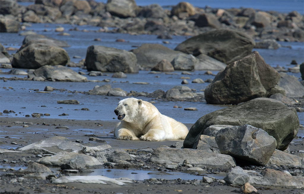 Grizzled male polar bear relaxing in mud at low tide near Seal River.